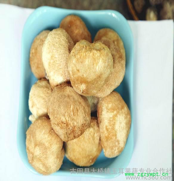 供应猴头菇批发产地直销大量供应当年新货美味山珍养胃佳品上班族食品 供应猴头菇批发产地直销大量供应当年新货美味山珍养胃佳品上班族食品