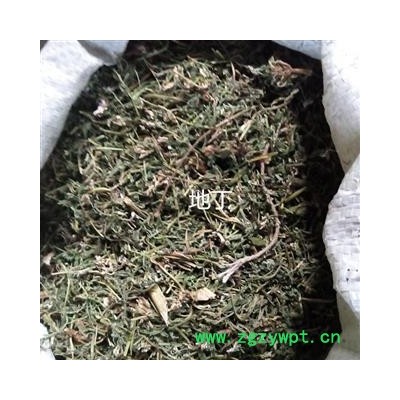 苦地丁 统 产地 河北省保定市安国市