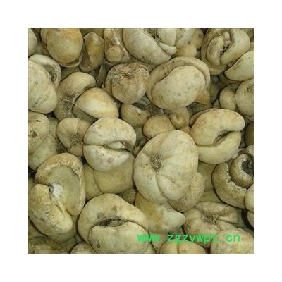 浙贝母 打个 产地 浙江省舟山市普陀区