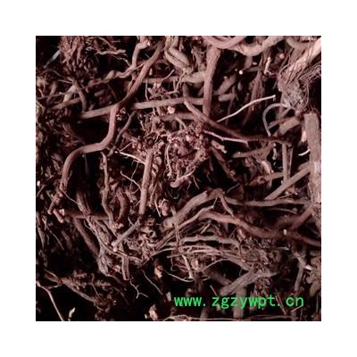 茜草， 选条， 产地 河南省禹州市