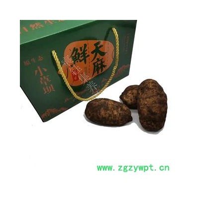 【包邮】天麻 新鲜天麻 云南小草坝鲜天麻 盒装 个大 新鲜采挖