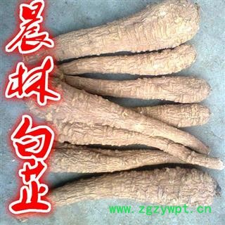 川白芷之遂宁白芷无硫红皮白芷大选装个子 道地白芷 产地直销 常年有大货 遂宁市船山区 川白芷之遂宁白芷无硫红皮白芷大选装个子 道地白芷 产地直销 常年有大货 遂宁市船山区