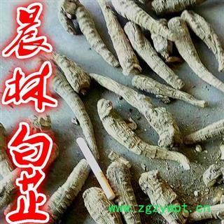 川白芷之遂宁白芷原装统货 道地白芷 产地直销 常年有大货 遂宁市船山区 川白芷之遂宁白芷原装统货 道地白芷 产地直销 常年有大货 遂宁市船山区