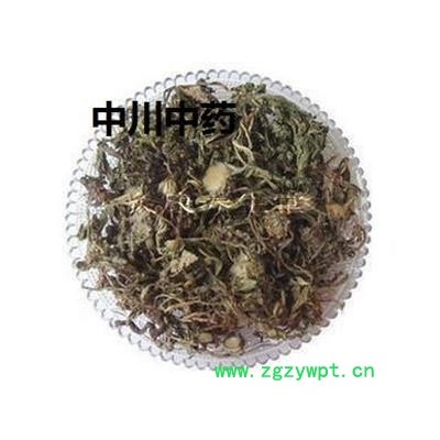 蒲公英，河北统货，库存5000可售