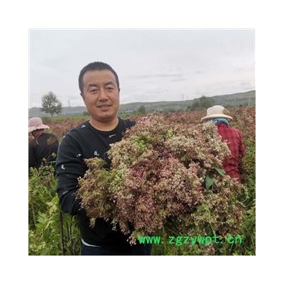 当归种子  当归子  当归籽