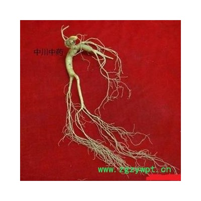 野山参，精品送礼首选