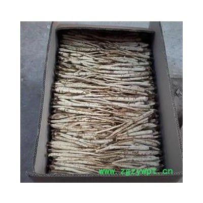 北沙参 北沙参选条 产地 河北省保定市安国市