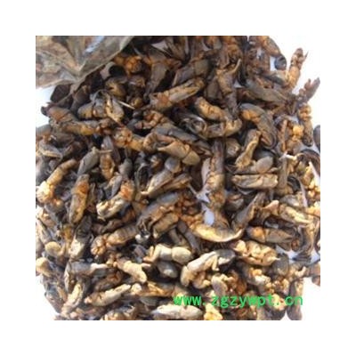 野生蝼蛄   高含量 药厂大货  库存500可售