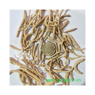 太子参 太子参中选240 产地 贵州省