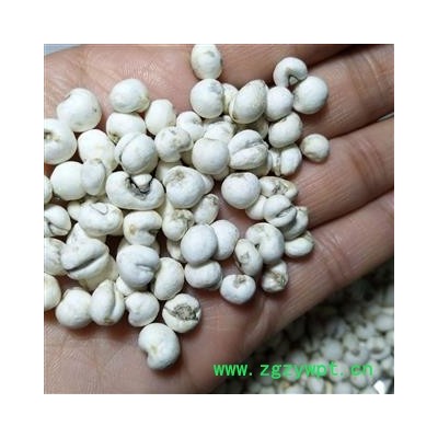 平贝母 手选尖头珍珠0.7平贝 产地 吉林省