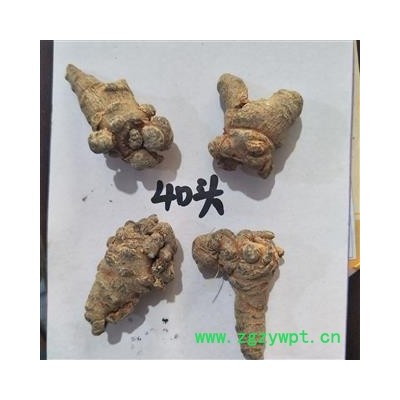 三七 三七40头 产地 云南省