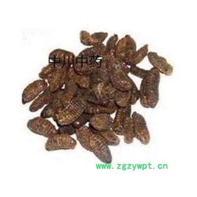 蛴螬   安微一级原统  库存500可售