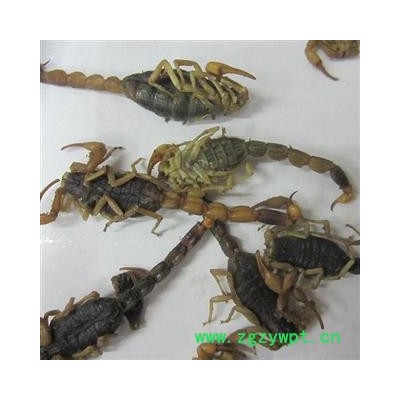 全蝎    小盐水一级货   库存5000可售