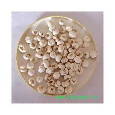 平贝母 平贝母小珍珠0.7怀中抱月 产地 吉林省