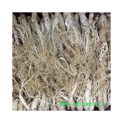 原皮参 人参 生晒参45支 产地 吉林省 双鹏药材行 可提供打粉