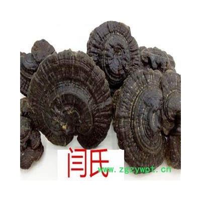 灵芝 小个黑灵芝伞形盖选货