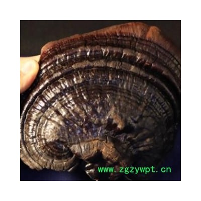 安祁名药灵芝 无柄黑芝