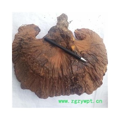 安祁名药灵芝   野生灵芝  优质大选