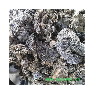 东北野生长白山云芝 新选货  包邮 高山2018新货