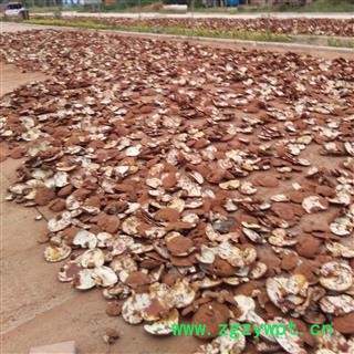 灵芝 山东家种赤灵芝长片统片 产地 山东省聊城市冠县