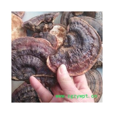 安祁名药野生灵芝 平盖灵芝  海南灵芝