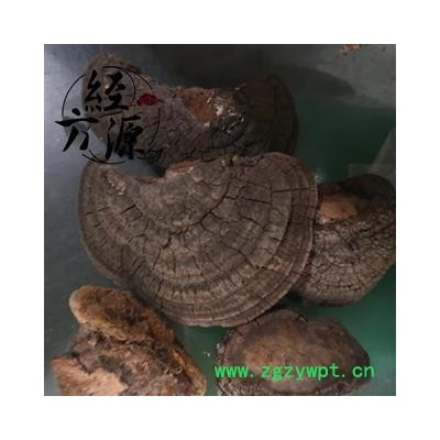 槐耳A  统 产地 河北省