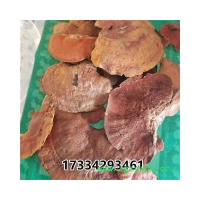 中药材 牛樟芝 牛樟菇 樟菇 血灵芝 红樟菇