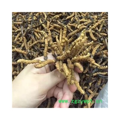 诺源药材行中药材精选冬虫夏草 1800条