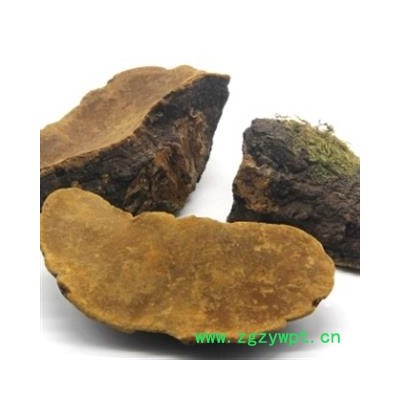 安祁名药中药材桑黄  桑黄灵芝 桑黄孔菌