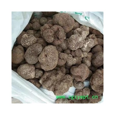 安祁名药松露  黑松露 猪拱菌 地菌