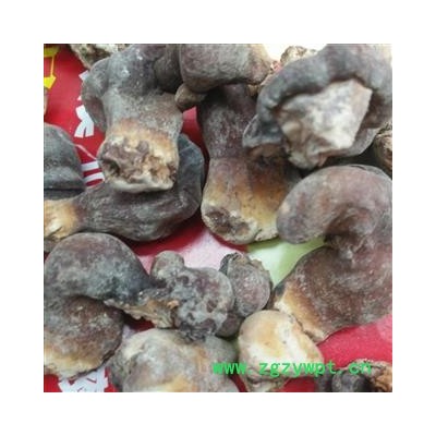 安祁名药优质灵芝芽