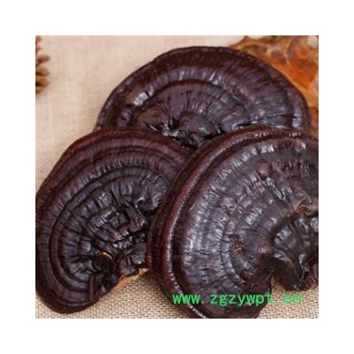 安祁名药灵芝 赤灵芝