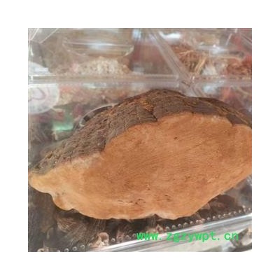 安祁名药优质桑黄  原生态实物