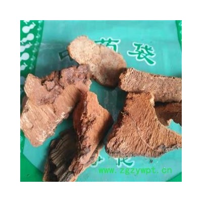 安祁名药灵芝 松针层孔菌 吉林长白山