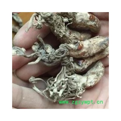 安祁名药野生金蝉花  金虫草 正品大别山蝉花