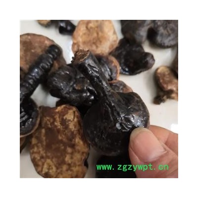 安祁名药中药材灵芝  反柄灵芝 各种规格