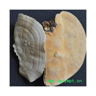 瑞森药材行东方栓菌 灰带栓菌