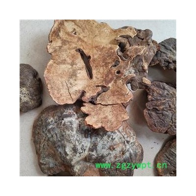 瑞森药材行云南灵芝 粗毛褐孔菌 槐蘑