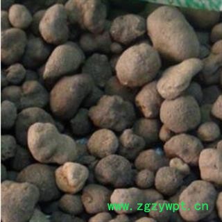 雷丸 统 产地 云南省普洱市宁洱哈尼族彝族自治县