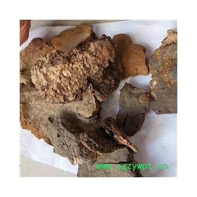 瑞森药材行斑褐孔菌 斑褐灵芝 层卧孔菌 长白山真菌