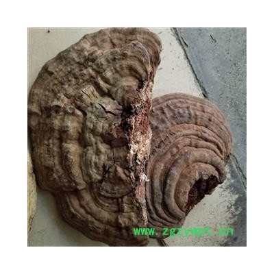 树蛇 平盖灵芝 皂角菌 赤色老母菌 白斑腐菌