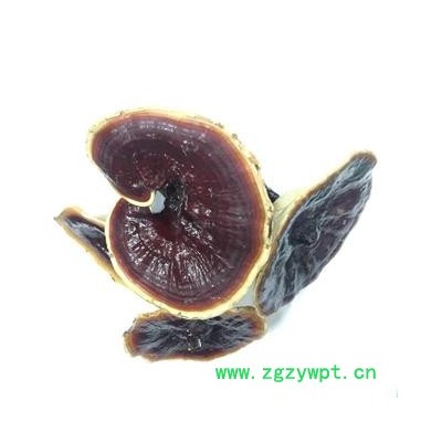 诺源药材行中药材灵芝 东北金边灵芝