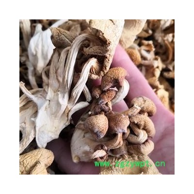 安祁名药优质菌料密环菌 鸡油菌 另有菌汤包批发