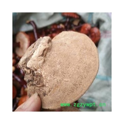 安祁名药云芝 东方云芝 东方栓菌