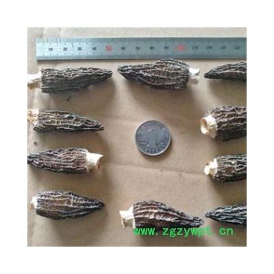 安祁名药中药材羊肚菌