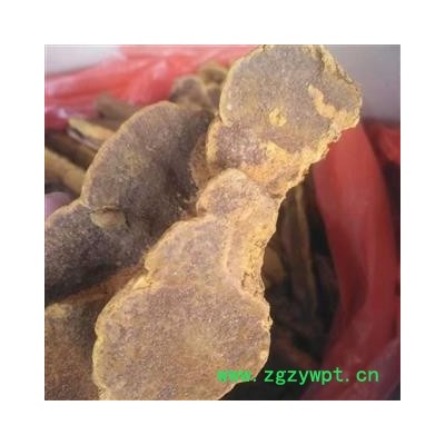 安祁名药桑黄 桑黄灵芝