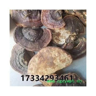 无柄赤灵芝  无柄赤芝 云南 云南 赤灵芝统个