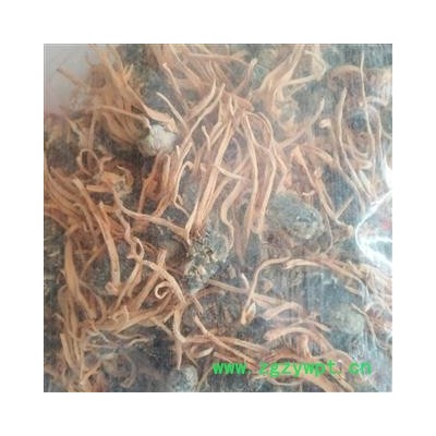 安祁名药正品金虫草  精选蛹草孢子头