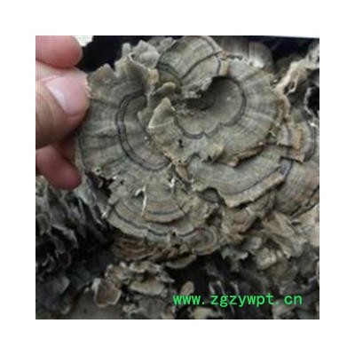 安祁名药云芝 东北云灵芝 云蘑菇