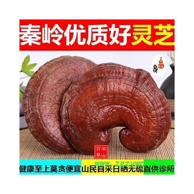 秦岭灵芝 紫灵芝赤灵芝树舌日晒无硫500g